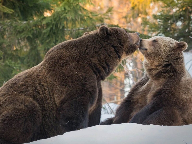 Медведь и медведица